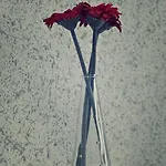بيت شباب Kaktus