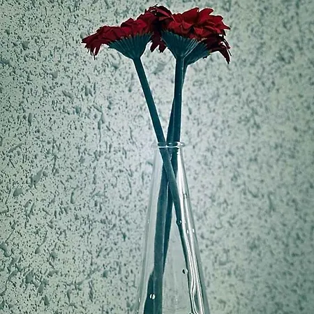 Kaktus *